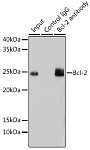 Western blot - Bcl-2 Rabbit mAb (A19693)