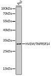Western blot - HVEM/TNFRSF14 Rabbit pAb (A1969)