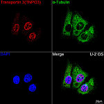 Western blot - Transportin 3 (TNPO3) Rabbit mAb (A19774)