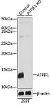 Western blot - [KO Validated] ATPIF1 Rabbit pAb (A19946)