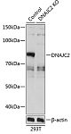 Western blot - [KO Validated] DNAJC2 Rabbit pAb (A19954)
