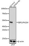Western blot - [KO Validated] EBP1/PA2G4  Rabbit pAb (A19972)