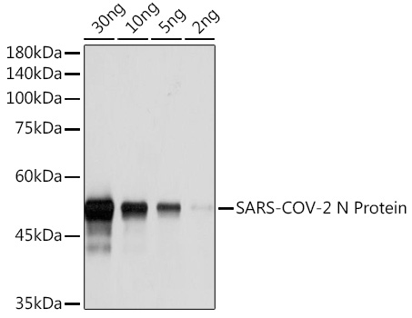 SARS-CoV-2 N Protein Rabbit mAb,BSA and glycerol free
