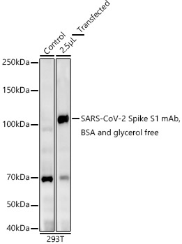 SARS-CoV-2 Spike S1 mAb,BSA and glycerol free