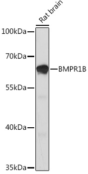 BMPR1B Rabbit pAb