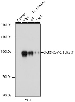 SARS-CoV-2 Spike S1 Rabbit pAb