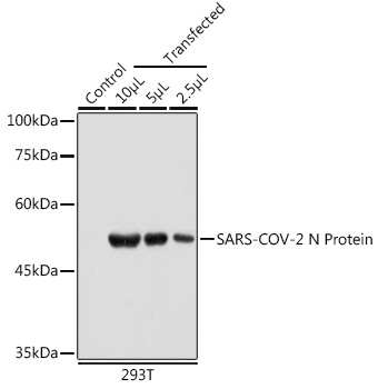 SARS-CoV-2 N Protein Mouse mAb