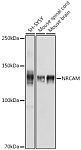 Western blot - NRCAM Rabbit pAb (A20160)