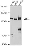 Western blot - USP11 Rabbit pAb (A20179)