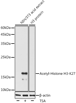 Acetyl-Histone H3-K27 Rabbit pAb
