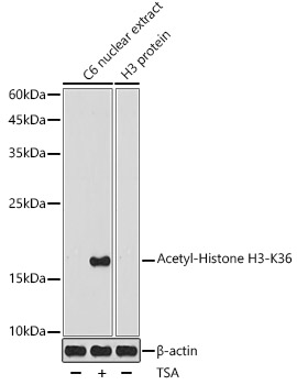 Acetyl-Histone H3-K36 Rabbit pAb