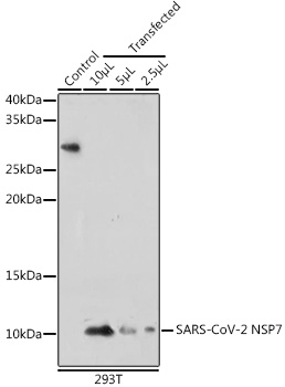 SARS-CoV-2 NSP7 Rabbit pAb