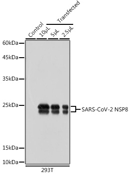 SARS-CoV-2 NSP8 Rabbit pAb