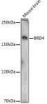 Western blot - Acetyl-BRD4-K332 Rabbit pAb (A20208)