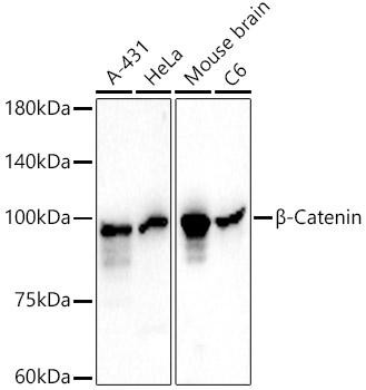 β-Catenin Mouse mAb