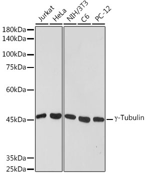 γ-Tubulin Rabbit mAb