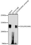 Western blot - CD31/PECAM1 Rabbit mAb (A20228)