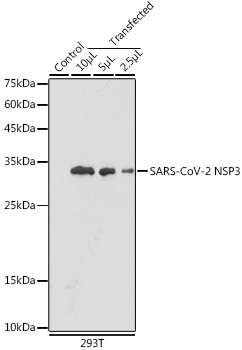 SARS-CoV-2 NSP3 Rabbit pAb