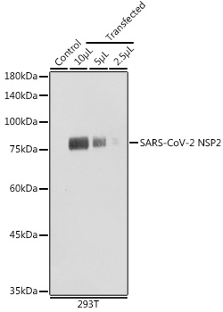 SARS-CoV-2 NSP2 Rabbit pAb