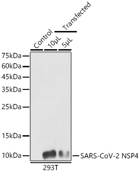SARS-CoV-2 NSP4 Rabbit pAb