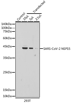 SARS-CoV-2 NSP15 Rabbit pAb