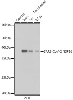 SARS-CoV-2 NSP16 Rabbit pAb