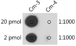Dot Blot - 2'-O-methylcytidine/ Cm Rabbit pAb (A20306)