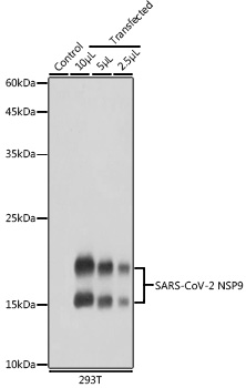 SARS-CoV-2 NSP9 Rabbit pAb