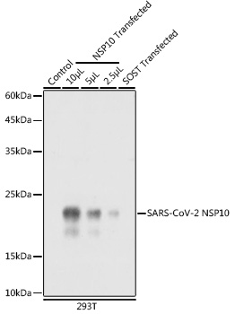 SARS-CoV-2 NSP10 Rabbit pAb