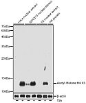 Western blot - Acetyl-Histone H4-K5 Rabbit pAb (A20397)