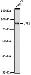 Western blot - UFL1 Rabbit pAb (A20528)