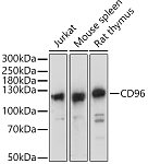 Western blot - CD96 Rabbit pAb (A20547)