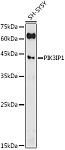 Western blot - PIK3IP1 Rabbit pAb (A20650)