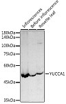 Western blot - YUCCA1 Rabbit pAb (A20733)