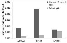  - Acetyl-Histone H3-K18 Rabbit mAb (A20735)