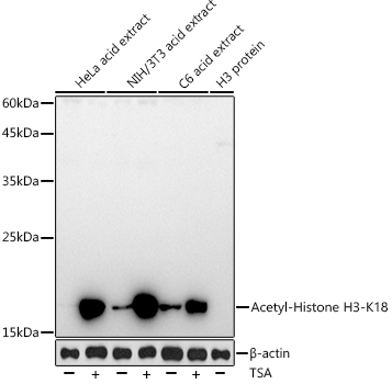Acetyl-Histone H3-K18 Rabbit mAb