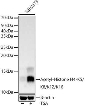 Acetyl-Histone H4-K5/K8/K12/K16 Rabbit pAb