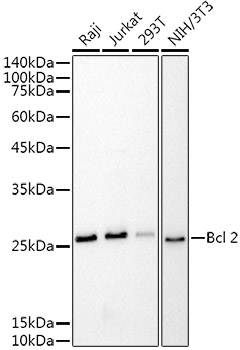 Bcl-2 Mouse mAb