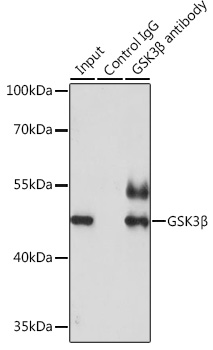 ABclonal:Immunoprecipitation - GSK3β Rabbit pAb (A2081)}
