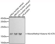 Western blot - MonoMethyl-Histone H3-K79 Rabbit pAb (A20821)