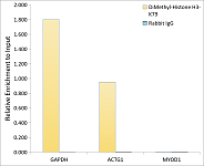 Western blot - DiMethyl-Histone H3-K79 Rabbit pAb (A20822)