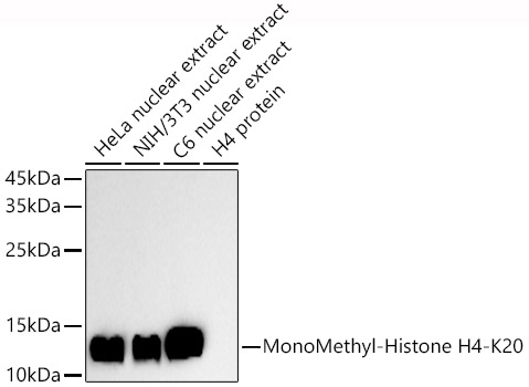 MonoMethyl-Histone H4-K20 Rabbit pAb