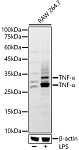 Western blot - TNF-α Rabbit pAb (A20851)