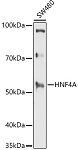 Western blot - HNF4A Rabbit pAb (A2085)