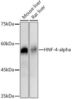 HNF-4-alpha Rabbit mAb