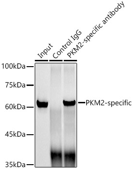 PKM2-specific Rabbit mAb