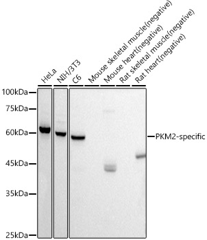 PKM2-specific Rabbit mAb