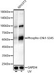 Western blot - Phospho-Chk1-S345 Rabbit mAb (A21009)