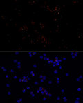 Immunofluorescence - CEP43 Rabbit mAb (A21074)