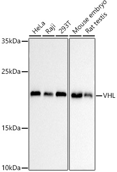 VHL Mouse mAb